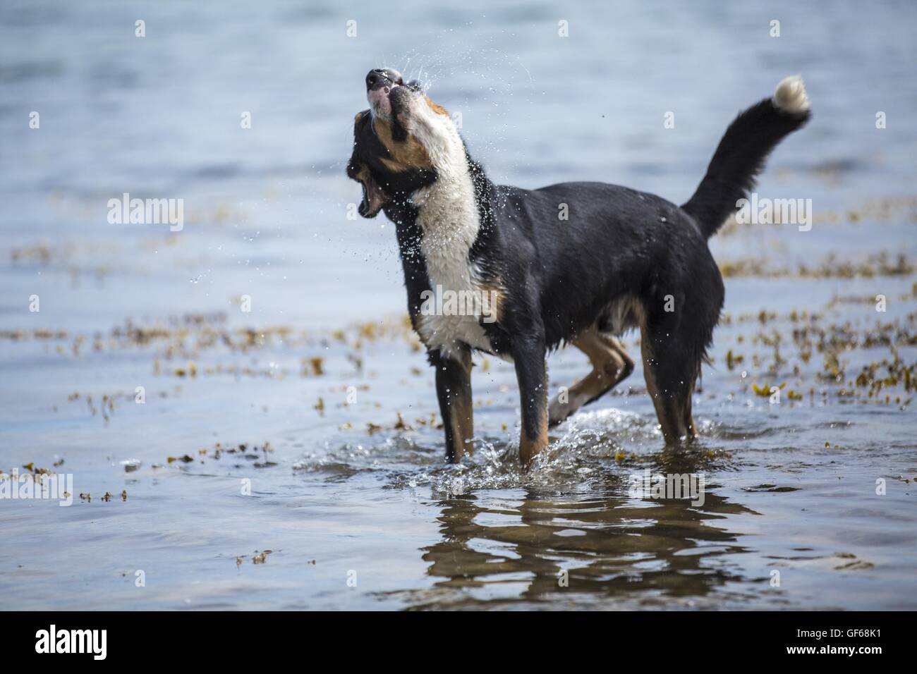 Secouant Grand Chien de Montagne Suisse Banque D'Images