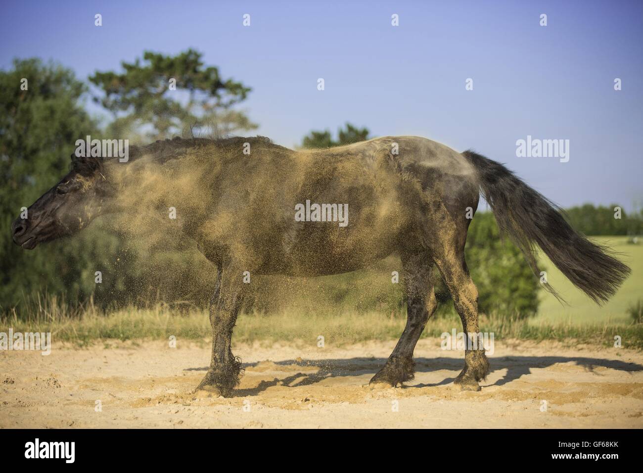 Cheval frison après laminage Banque D'Images