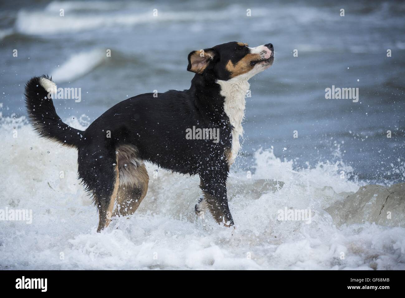 Secouant Grand Chien de Montagne Suisse Banque D'Images