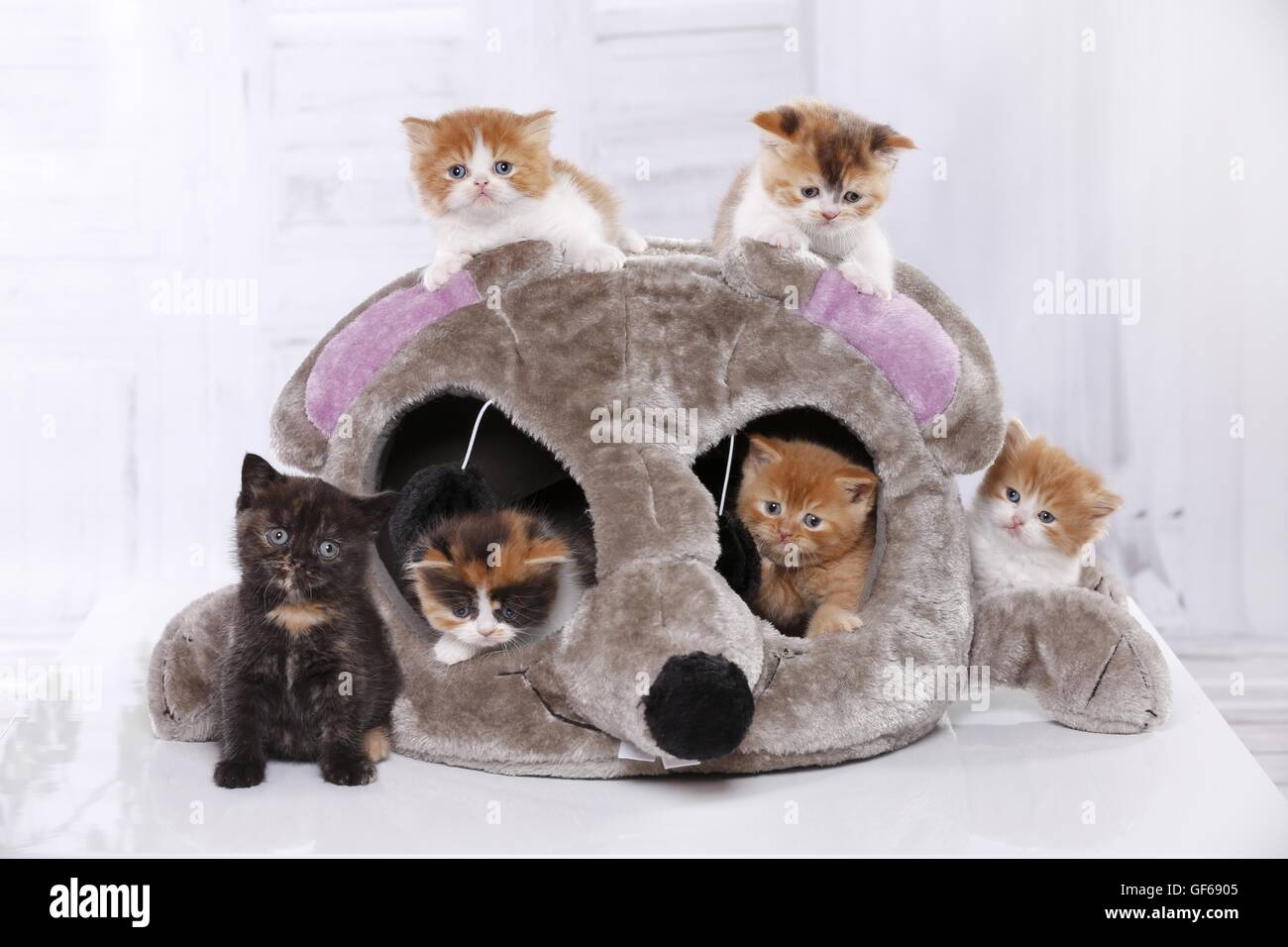 6 chaton Banque D'Images
