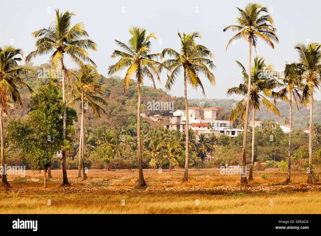 Paysage de Goa palmiers landcsape Banque D'Images