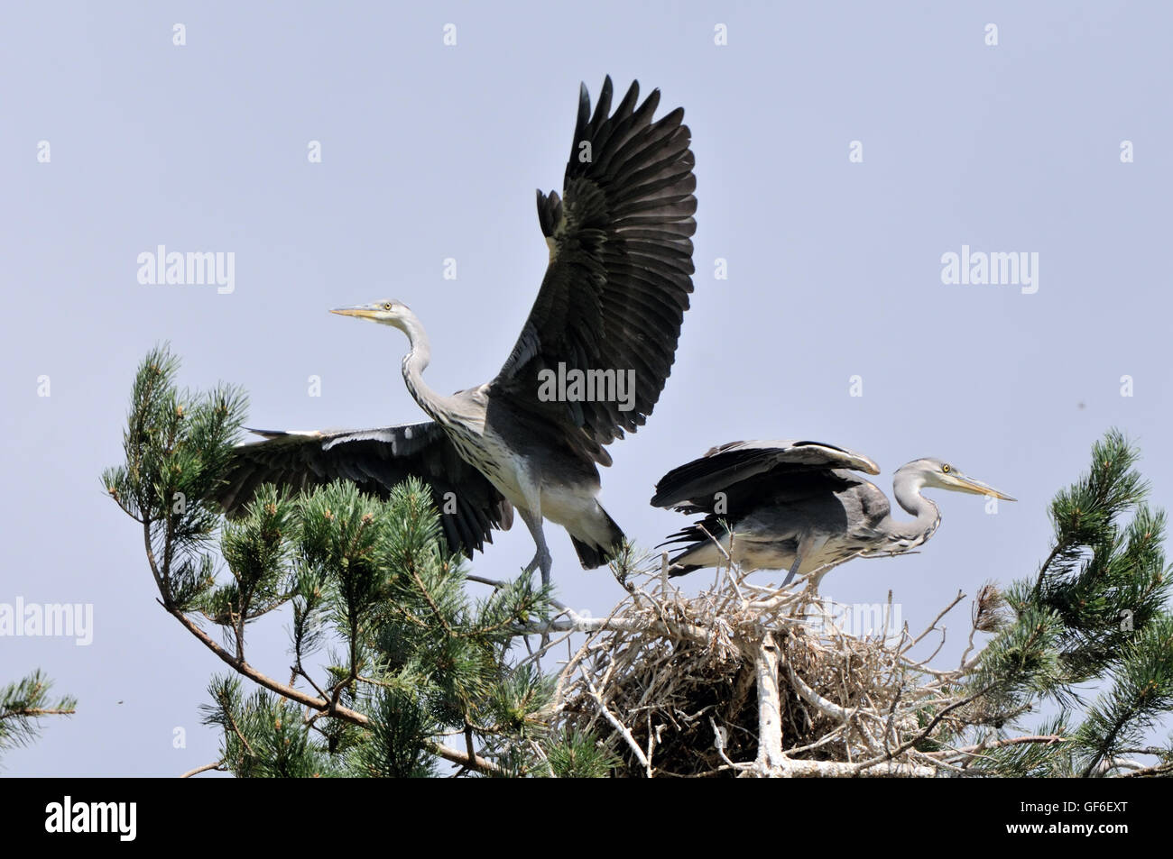 Deux hérons cendrés (Ardea cinerea) les juvéniles dans le nid. Parc national du lac Plesheevo, Yaroslavl region, Russie Banque D'Images