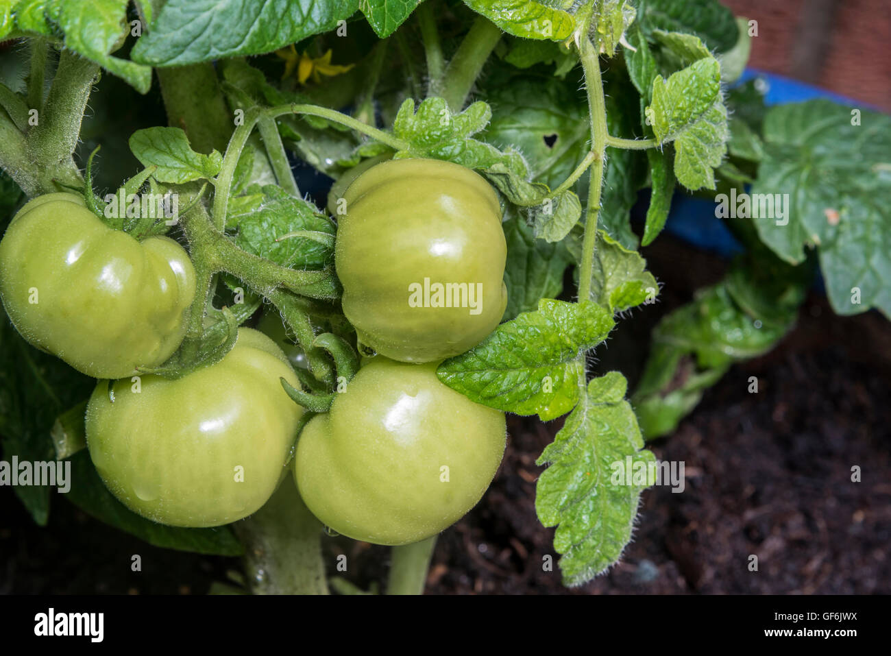 Un tas de tomates vertes sur la maturation de la vigne. Banque D'Images