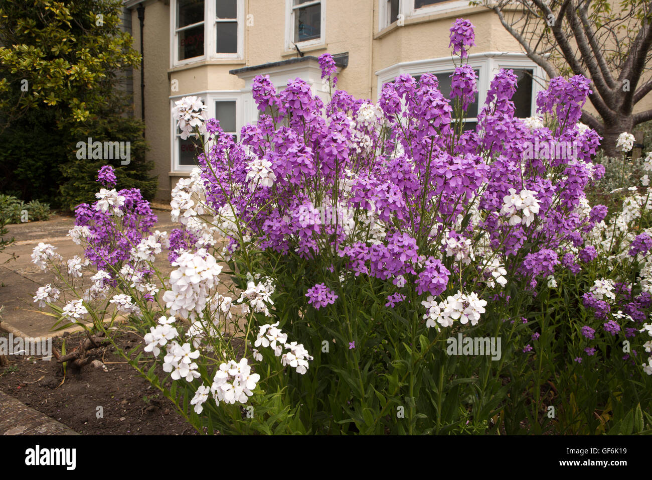 Royaume-uni, Angleterre, Devon, Honiton, New Street, blanc et violet l'honnêteté des fleurs dans le jardin avant Banque D'Images
