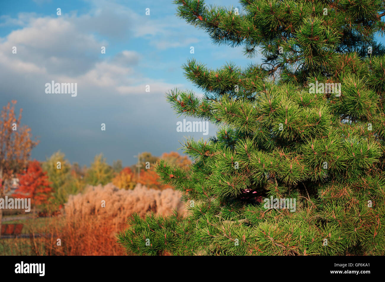 Des branches de pins dans la forêt d'automne Banque D'Images