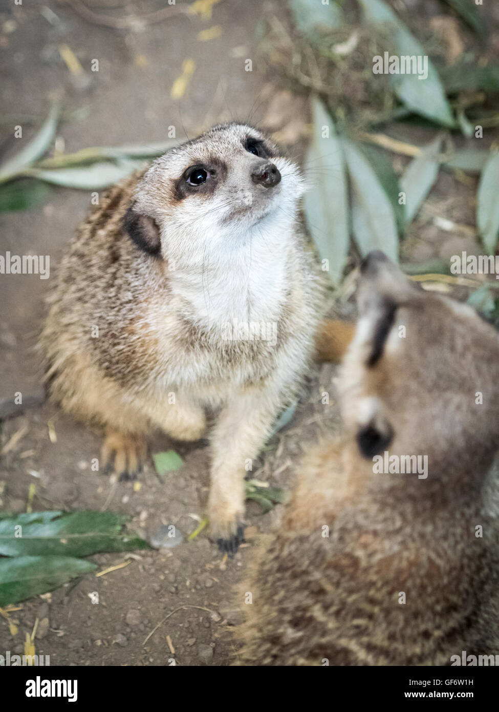 Un meerkat (Suricata suricatta) paire, en captivité au Zoo de Calgary, Calgary, Alberta, Canada. Banque D'Images