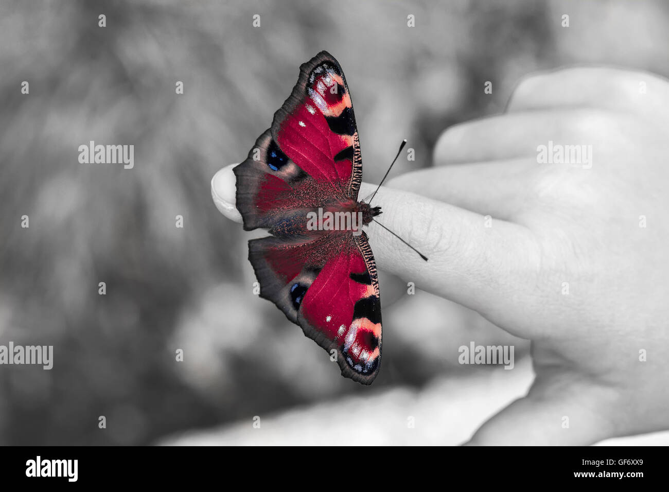 Papillon paon européen sur l'enfant les doigts. Le noir et blanc avec la couleur Banque D'Images