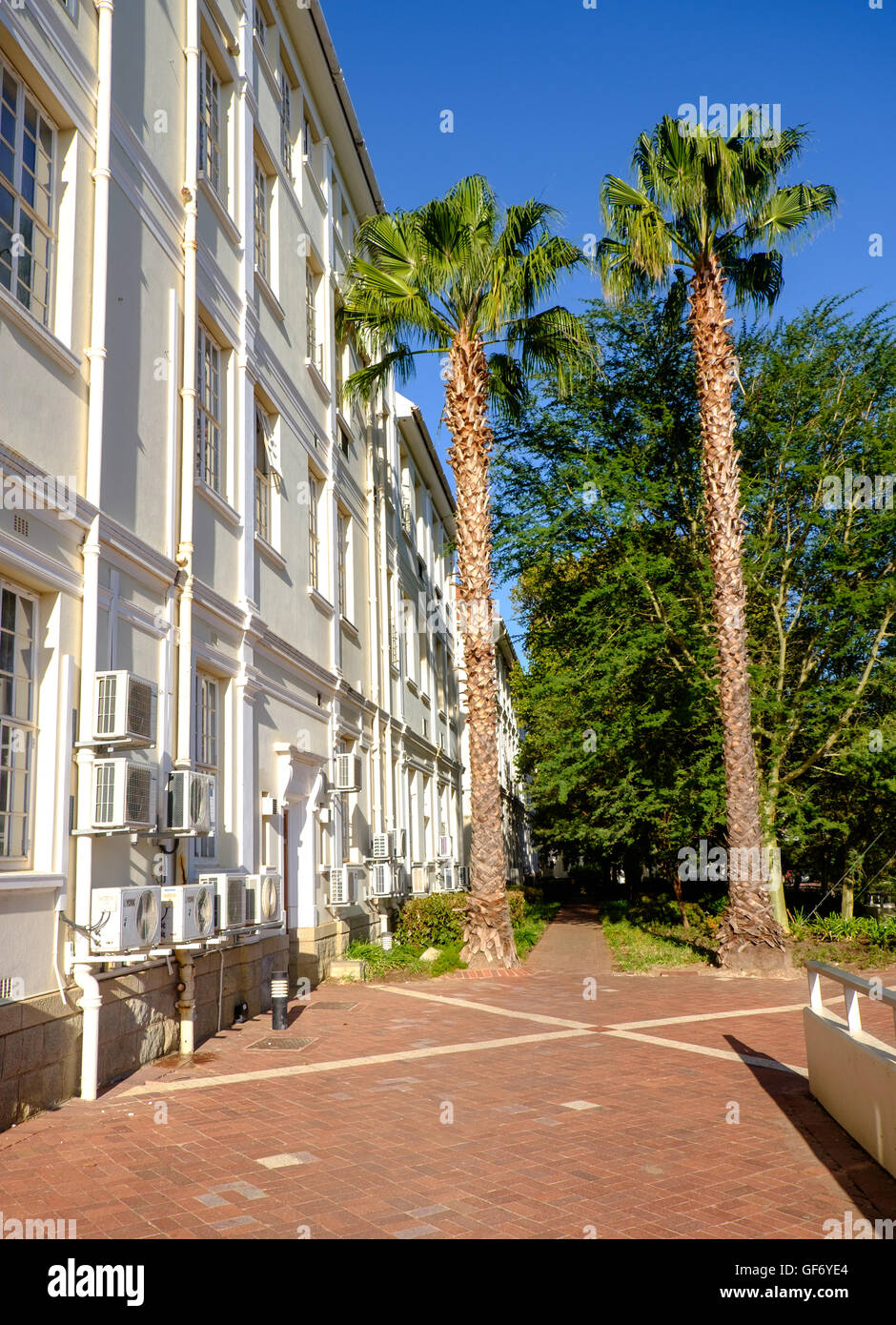 Palmiers sur le campus de l'Université de Stellenbosch, Afrique du Sud Banque D'Images