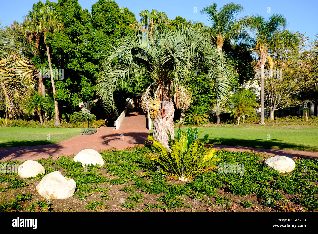 Palmiers sur le campus de l'Université de Stellenbosch, Afrique du Sud Banque D'Images