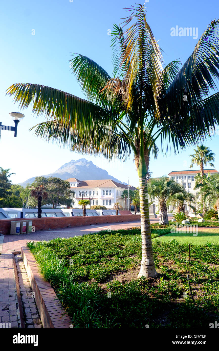 Palmiers sur le campus de l'Université de Stellenbosch, Afrique du Sud Banque D'Images