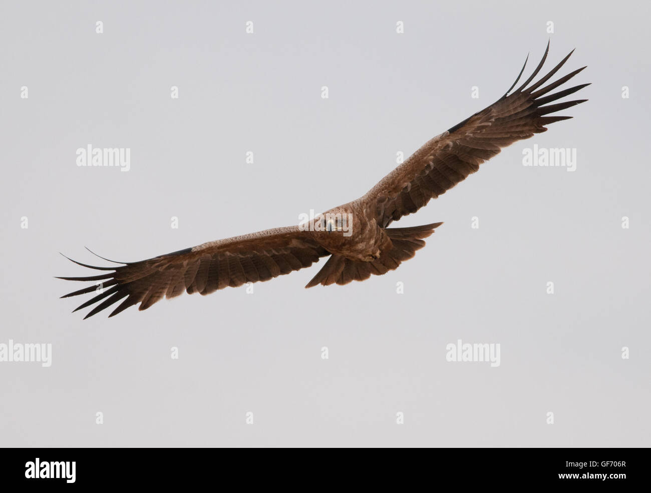 Aigle volant au-dessus des lion kill dans le cratère du Ngorongoro Banque D'Images
