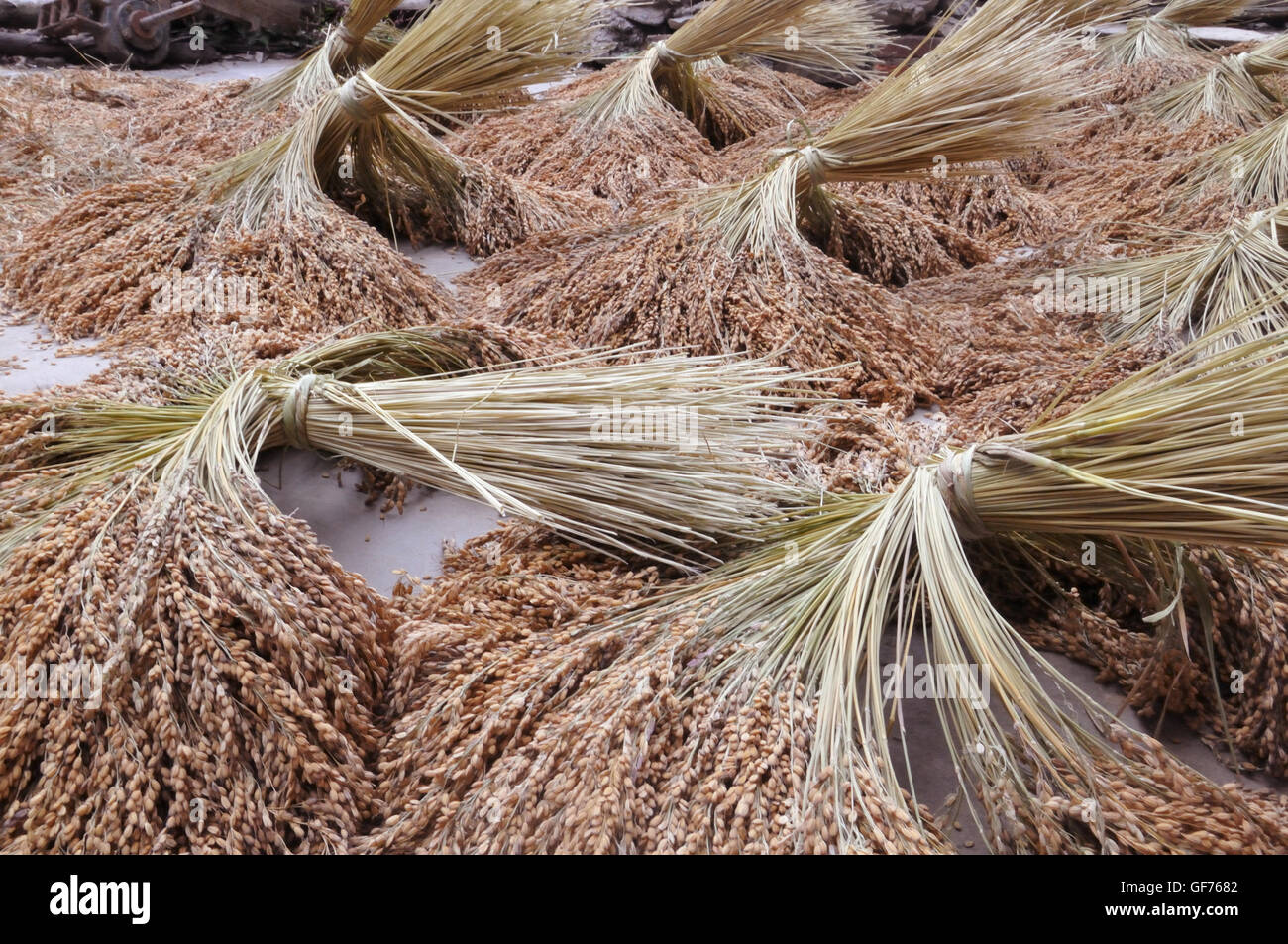 Le séchage du riz dans la région de Ping'an, Longsheng, Guangxi, Chine Banque D'Images