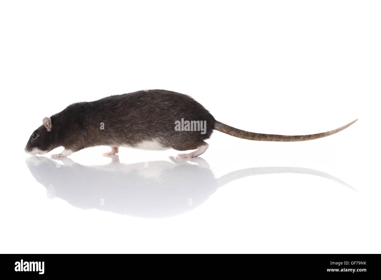 Rat fantaisie marche Banque D'Images
