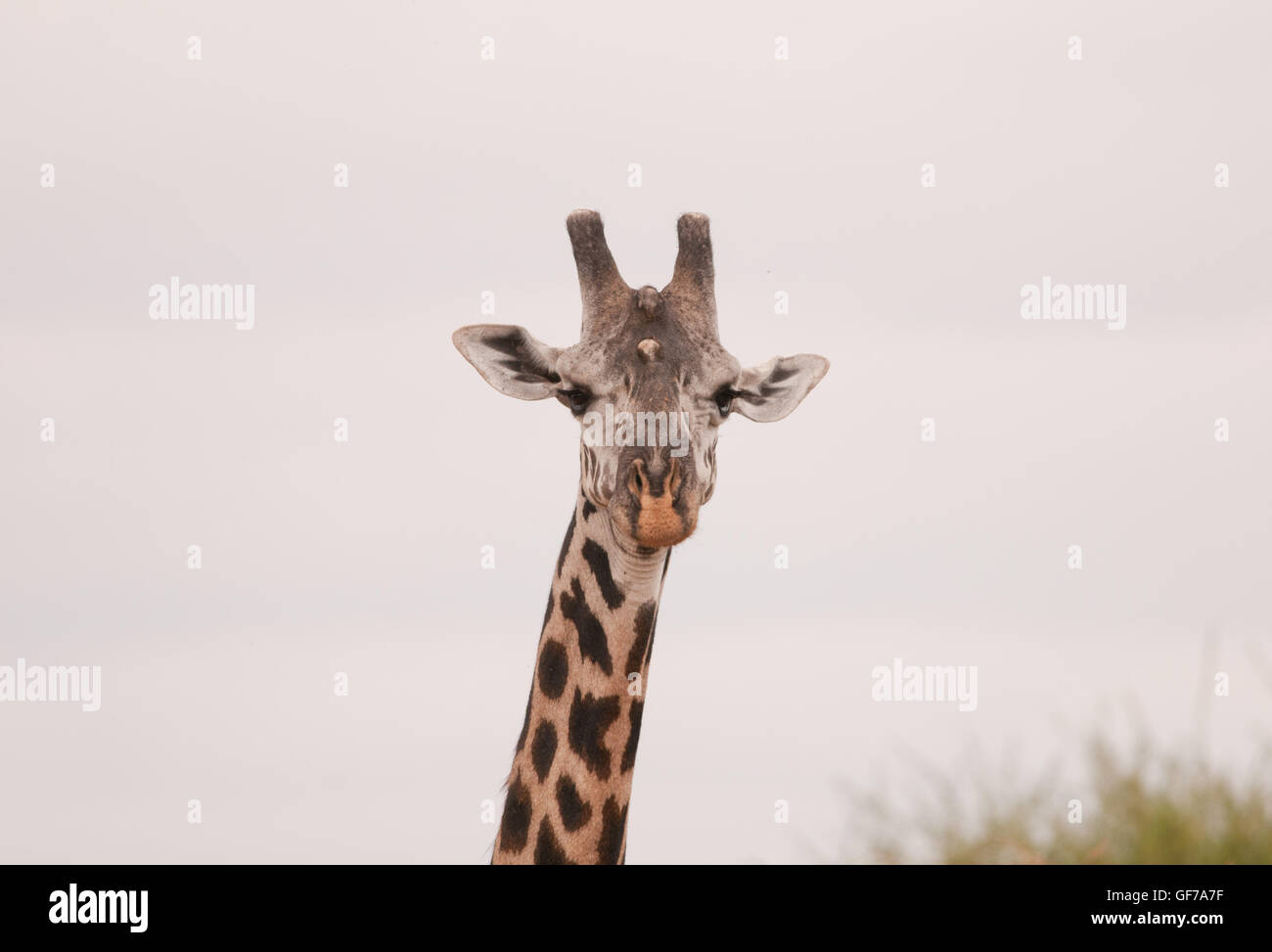Girafe Masai dans le cratère du Ngorongoro, en Tanzanie, l'Afrique Banque D'Images