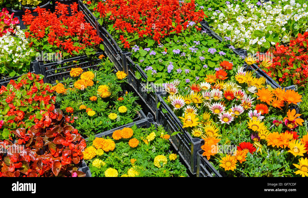 De nombreuses variétés de fleurs de couleurs dans les cases Banque D'Images