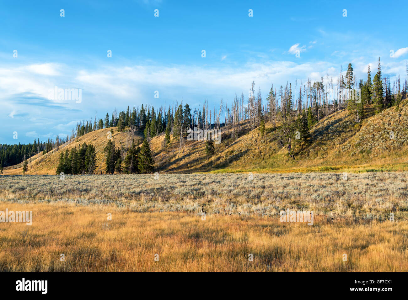 Paysage avec la Bernache du Canada dans la vallée de Pelican dans le Parc National de Yellowstone Banque D'Images
