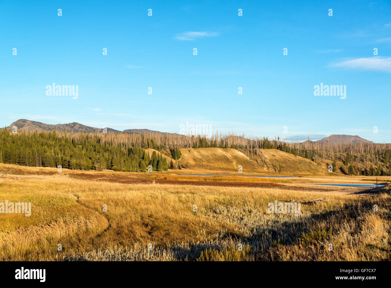 Pelican Valley vue paysage au Parc National de Yellowstone dans le Wyoming, USA Banque D'Images
