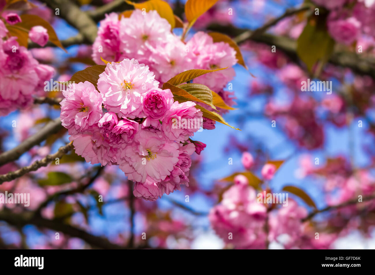 Fleurs roses délicates cerisiers japonais fleuri en face de l'arrière-plan flou dans le jardin de printemps Banque D'Images