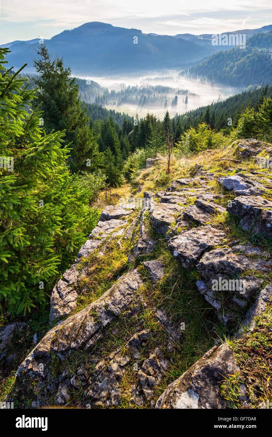 Vue depuis une falaise rocheuse de la vallée de la forêt de conifères avec plein de brouillard dans les hautes montagnes du Parc Naturel Apuseni en Roumanie Banque D'Images