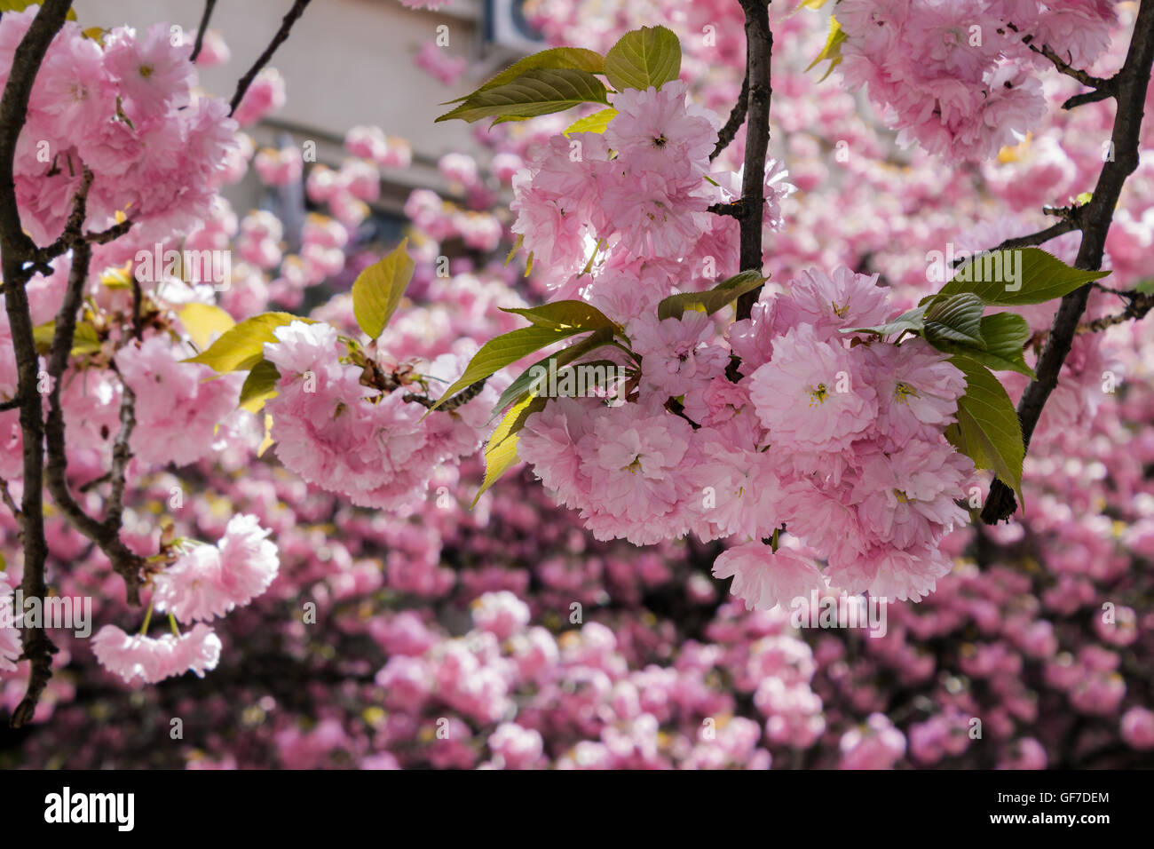 Fleurs roses délicates cerisiers japonais fleuri sur fond flou Banque D'Images