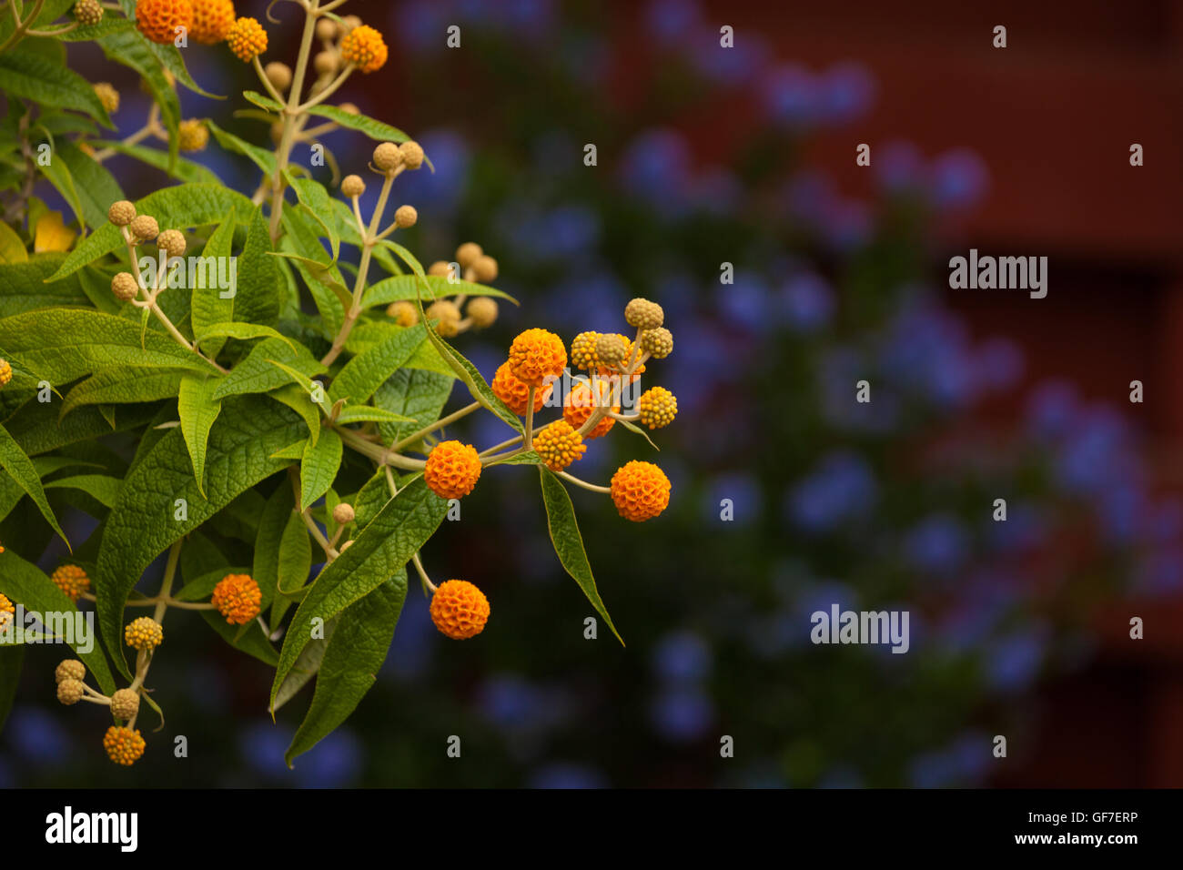 Le Buddleia globosa ( Golden Ball ) croissant dans un jardin de Fife, Scotland Banque D'Images