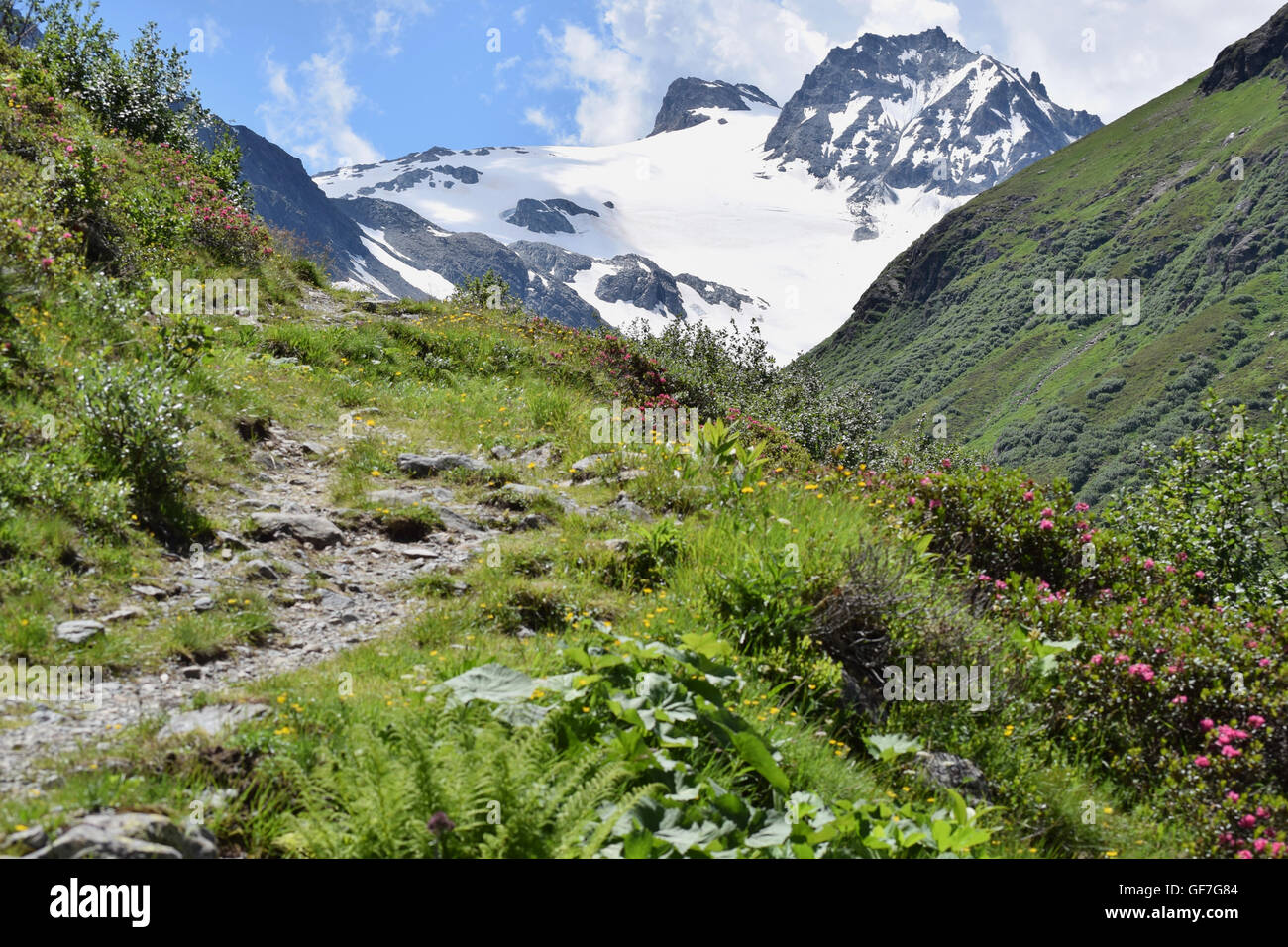L'été dans les Alpes autrichiennes avec un chemin de randonnée de montagne rocheuse dans la verdure, avec des montagnes aux sommets enneigés en arrière-plan Banque D'Images