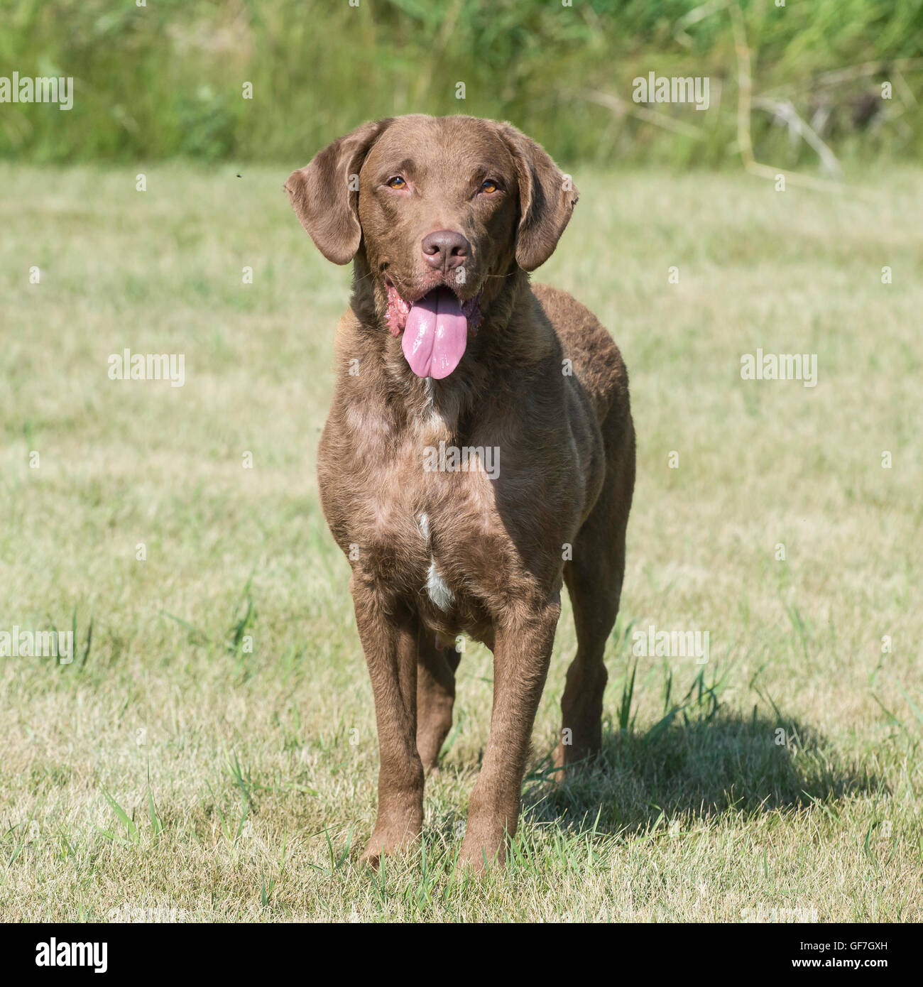 Chesapeake Bay Retriever chien femelle adultes Banque D'Images