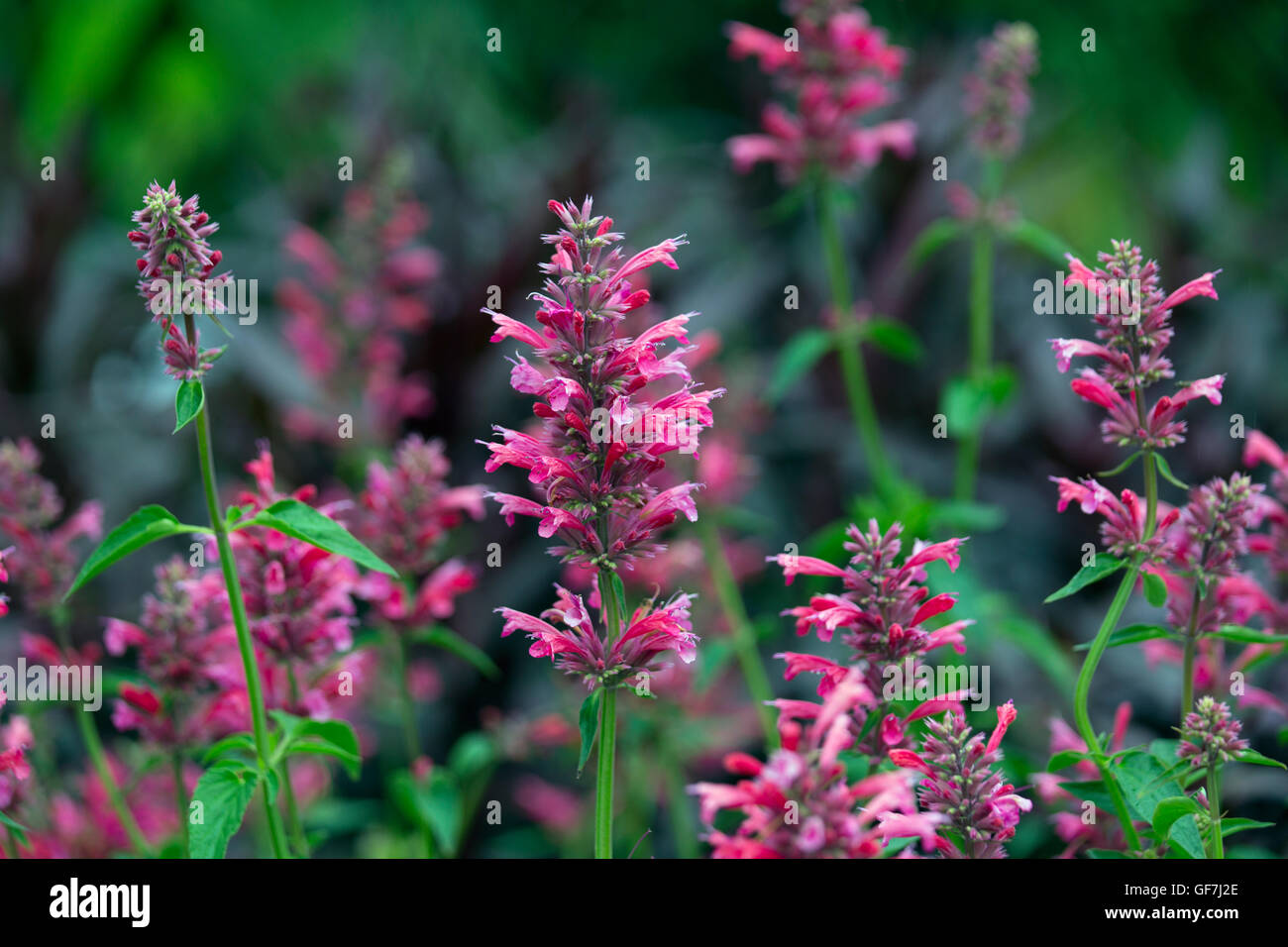 Agastache Summer Framboise en bordure de jardin Banque D'Images