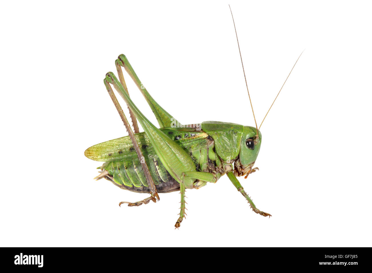 Wartbiter - Decticus verrucivorus - mâle Banque D'Images