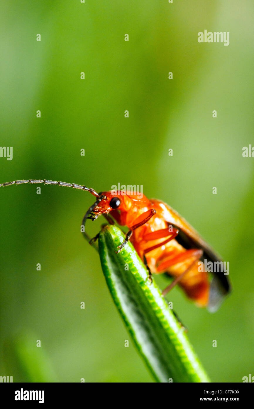 Soldat rouge commun beetle (Rhagonycha fulva) Banque D'Images