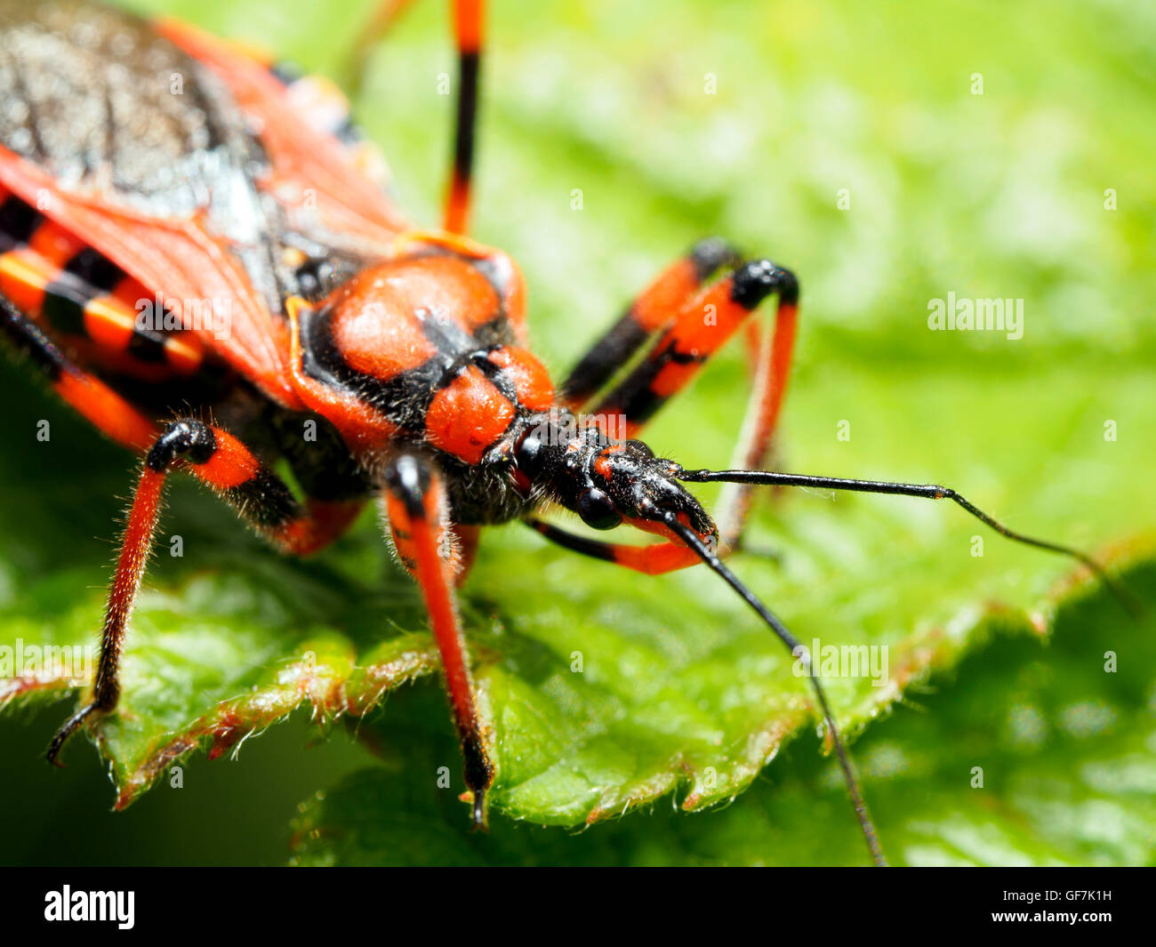 (Rhinocoris iracundus assassin bug, fam. Reduviidae) Banque D'Images