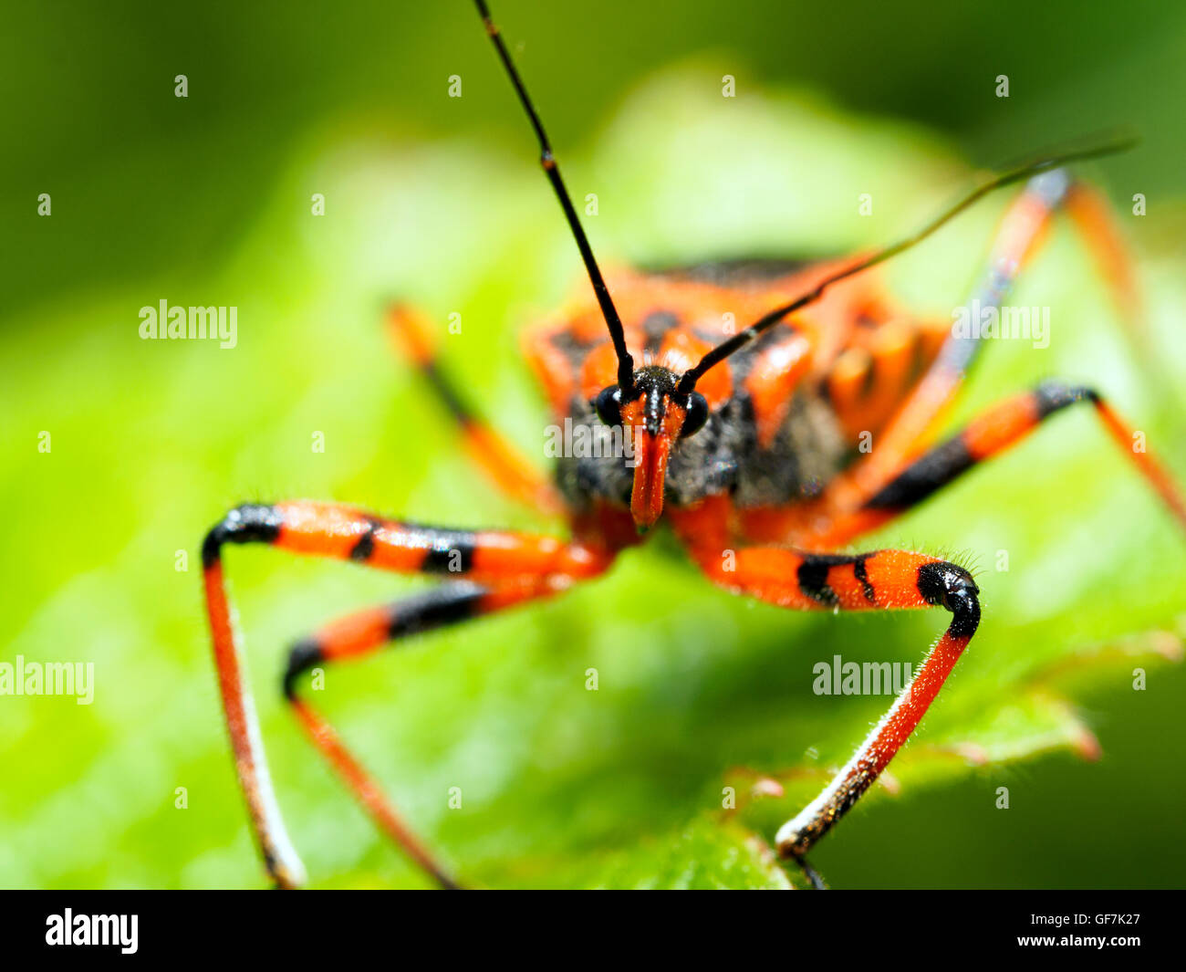 (Rhinocoris iracundus assassin bug, fam. Reduviidae) Banque D'Images