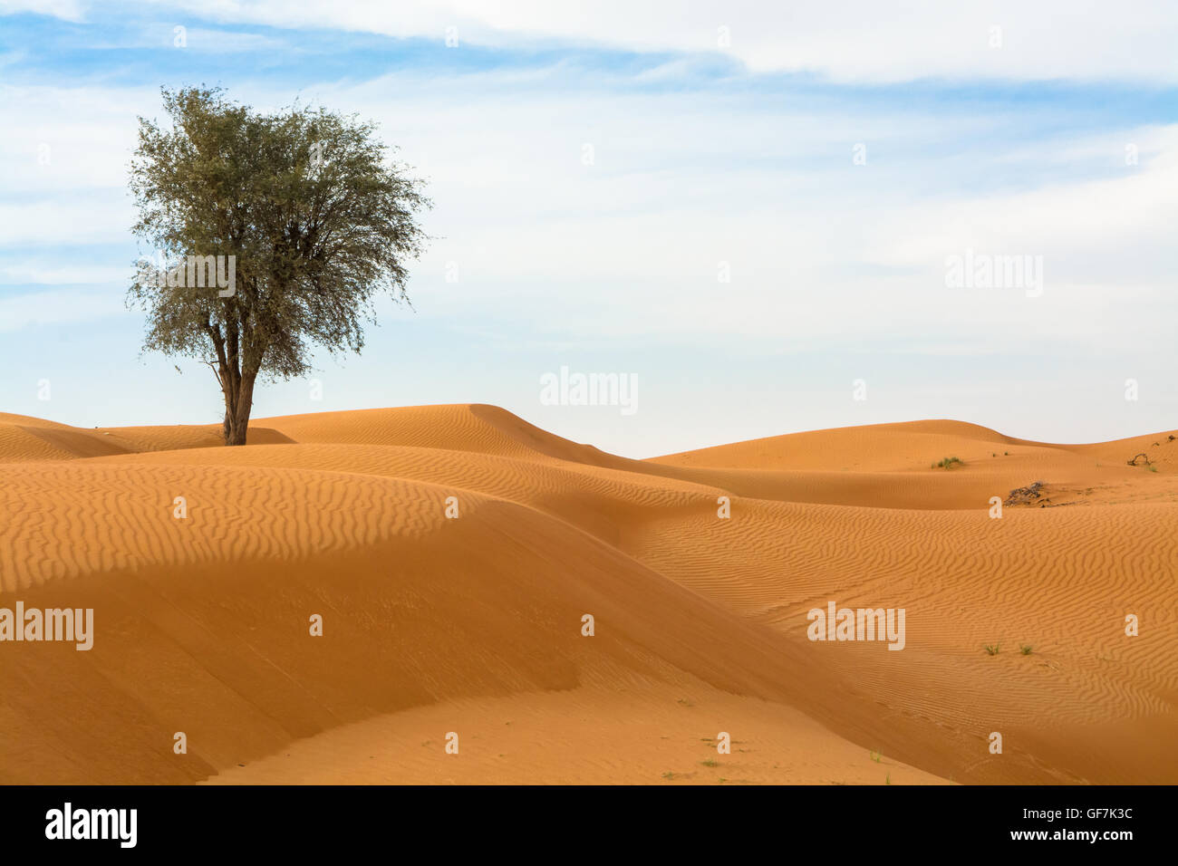 Vue panoramique des dunes du désert de Lone Tree Banque D'Images