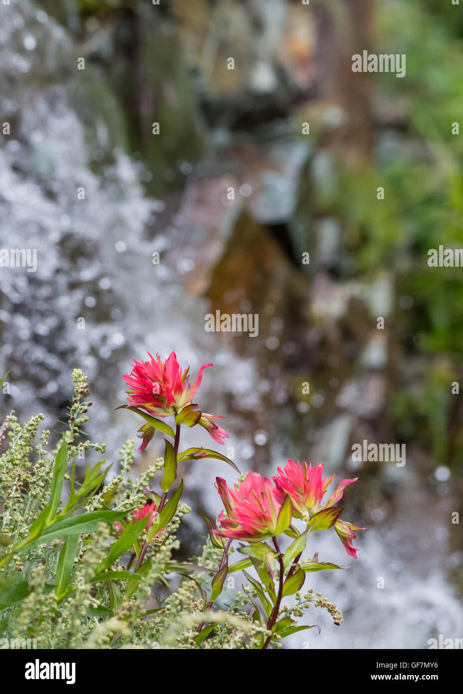 Indian Paintbrush fleurs fleurissent sur falaise verticale côté Banque D'Images