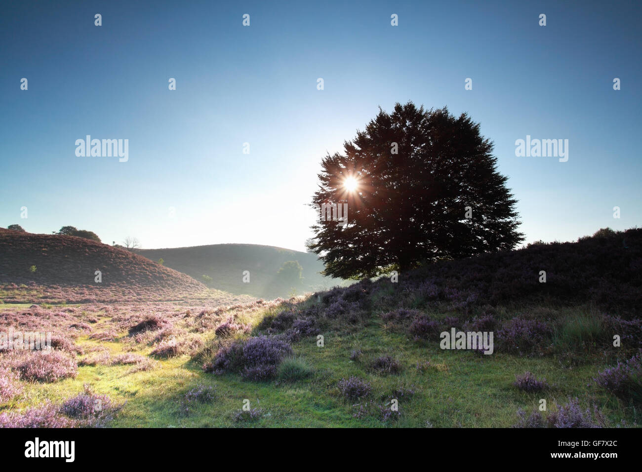 Oak tree et Heather fleurs au lever du soleil, aux Pays-Bas, de Posbank Banque D'Images