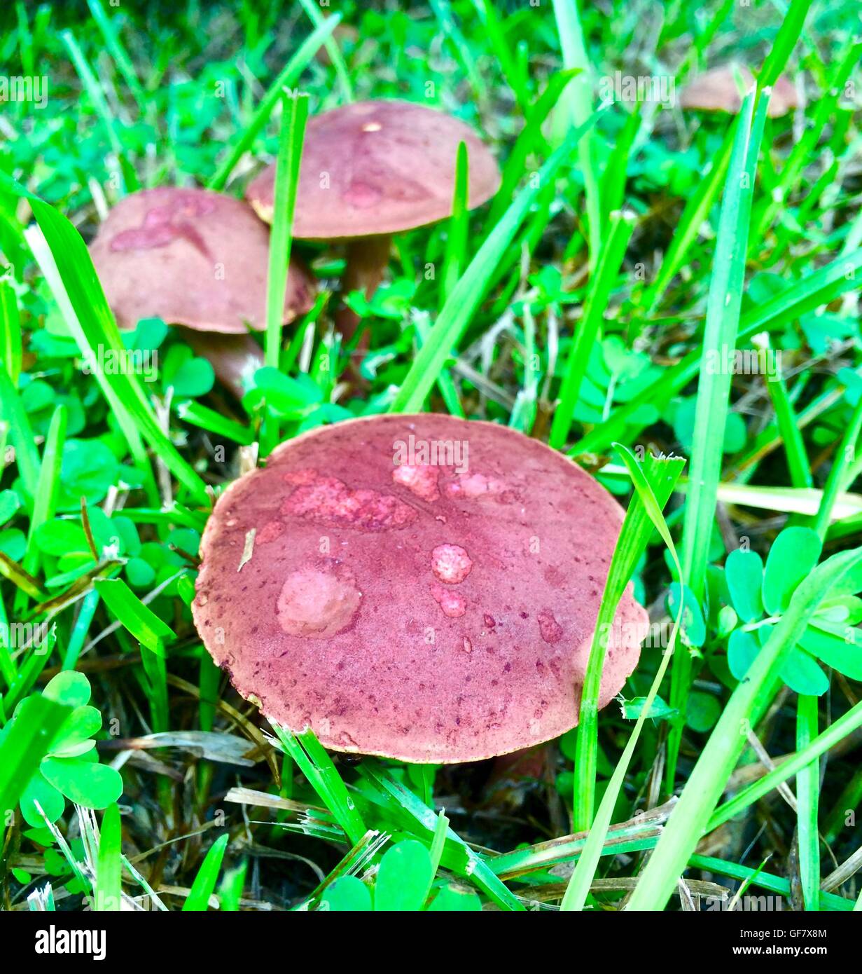 De champignons macro rouge dans un pré. Banque D'Images