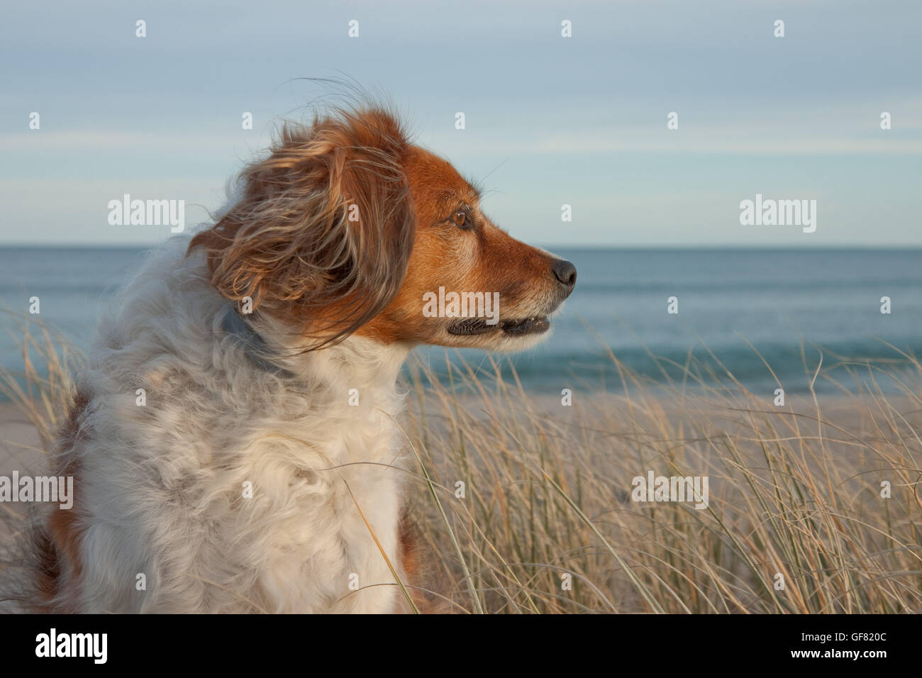 Portrait d'une rouge et blanc moelleux colley chien dans l'herbe côté long beach Banque D'Images