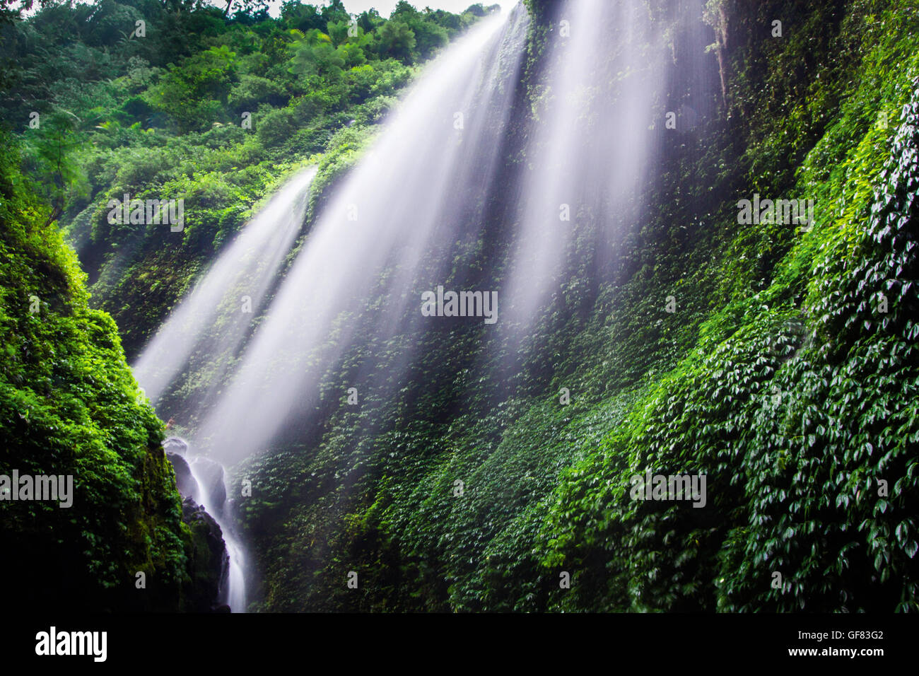 Waterfall-Deep Madakaripura Forest Waterfall dans l'Est de Java, Indonésie Banque D'Images