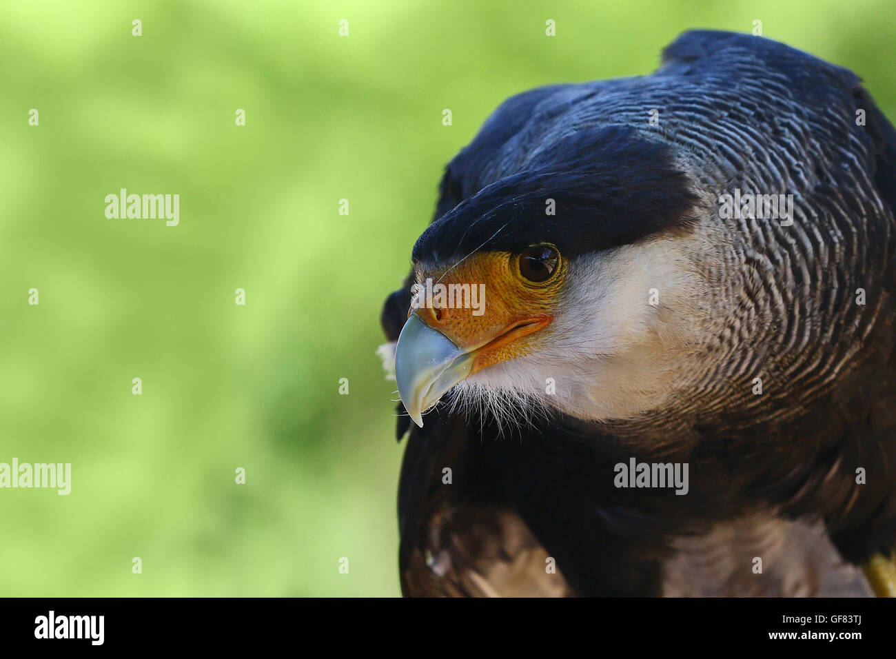 Portrait détaillé d'un caracara huppé cheriway bird Banque D'Images