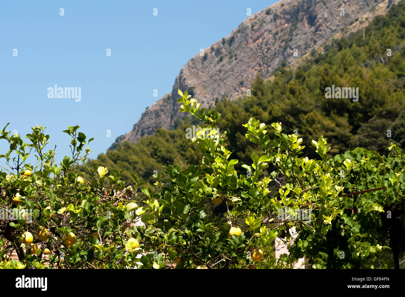 Citrons sur les branches Banque D'Images