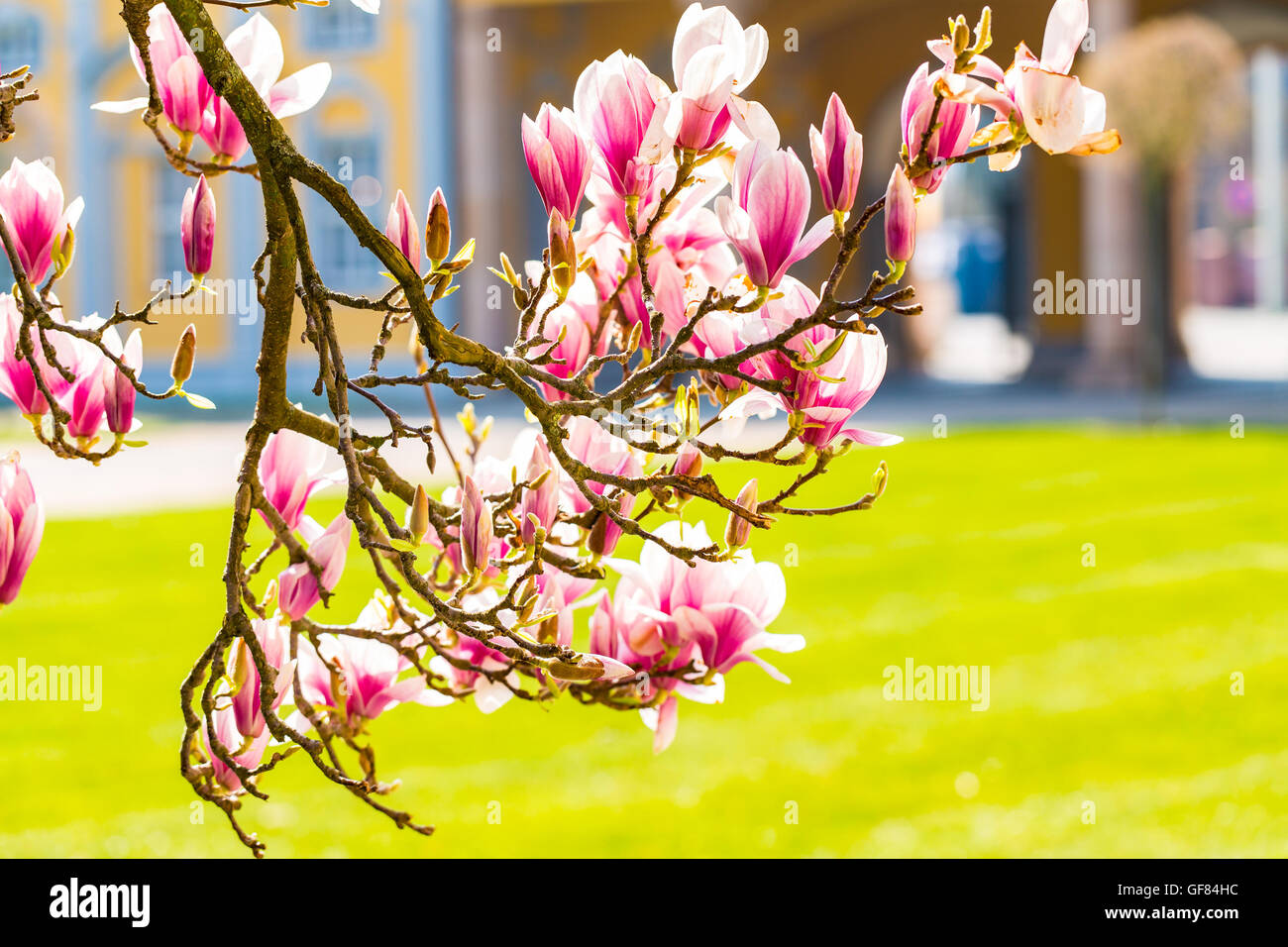 Magnolia fleurs. Magnolia arbre en fleurs au printemps Banque D'Images