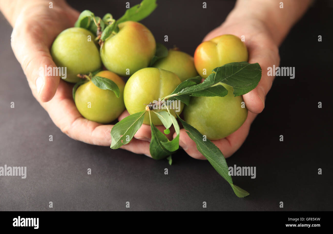 Prunes fraîches dans un cadre supérieur. Banque D'Images