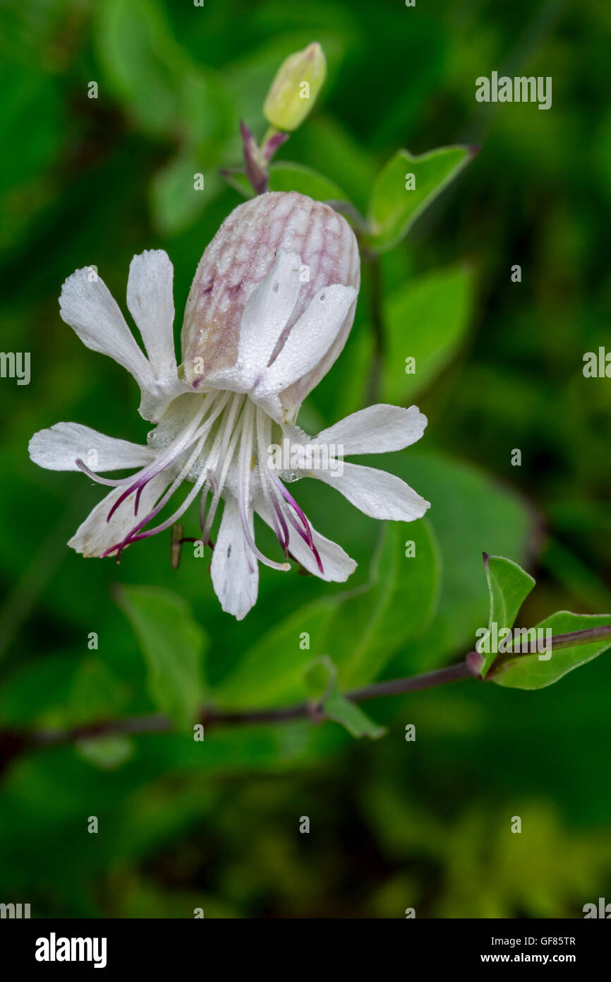 La silène / maidenstears (Silene vulgaris) en fleurs Banque D'Images