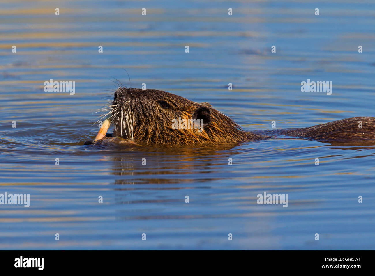 / Ragondin rat river / le ragondin (Myocastor coypus) originaire de l'Amérique du Sud, manger dans l'étang de canne Banque D'Images