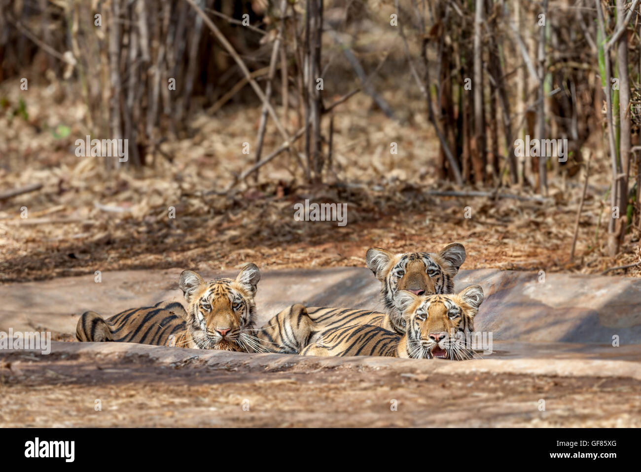 Wagdoh Tigresse oursons se rafraîchir à Tadoba Forest, de l'Inde. [In] Banque D'Images