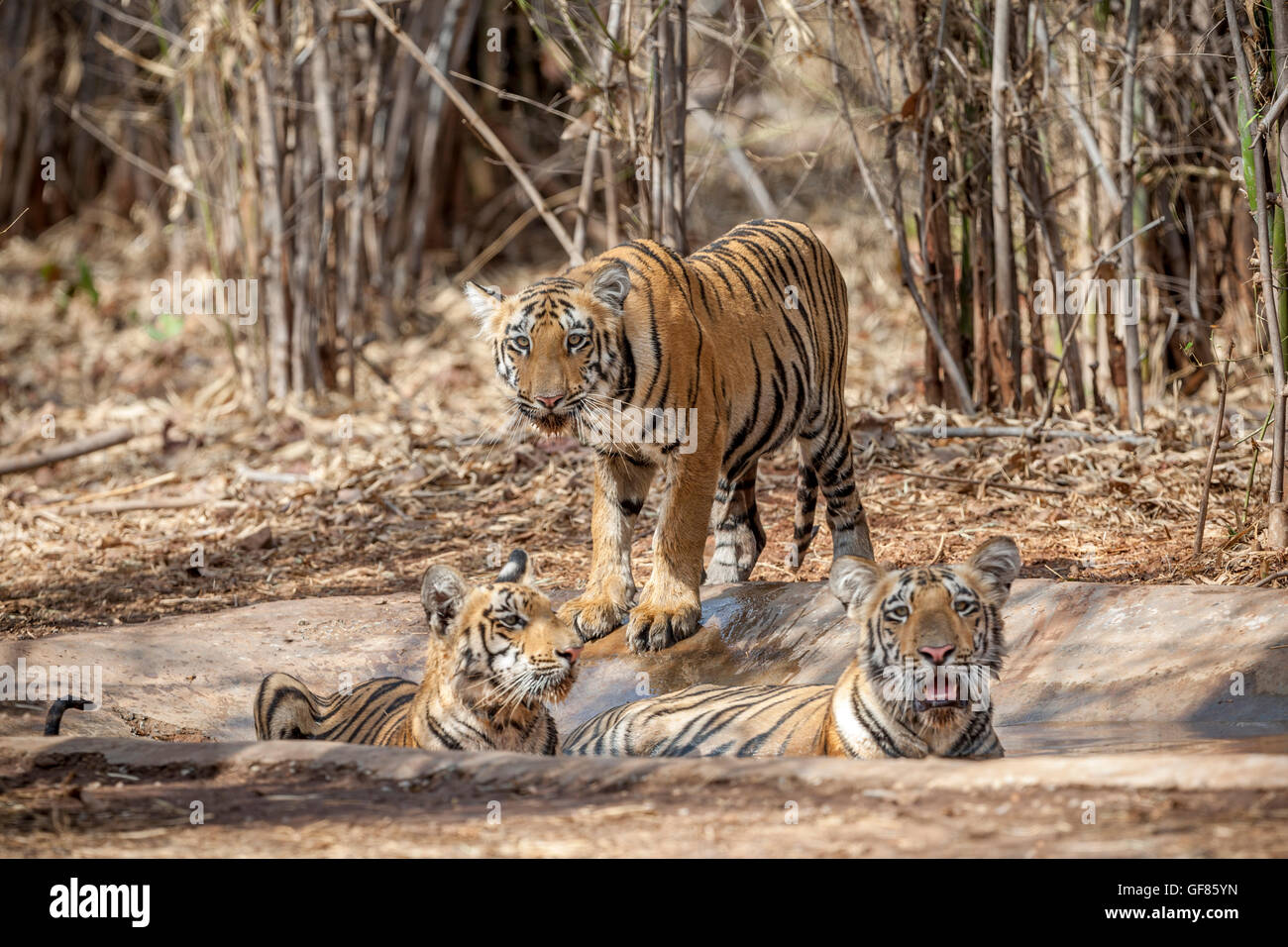 Wagdoh Tigresse oursons se rafraîchir à Tadoba Forest, de l'Inde. [In] Banque D'Images