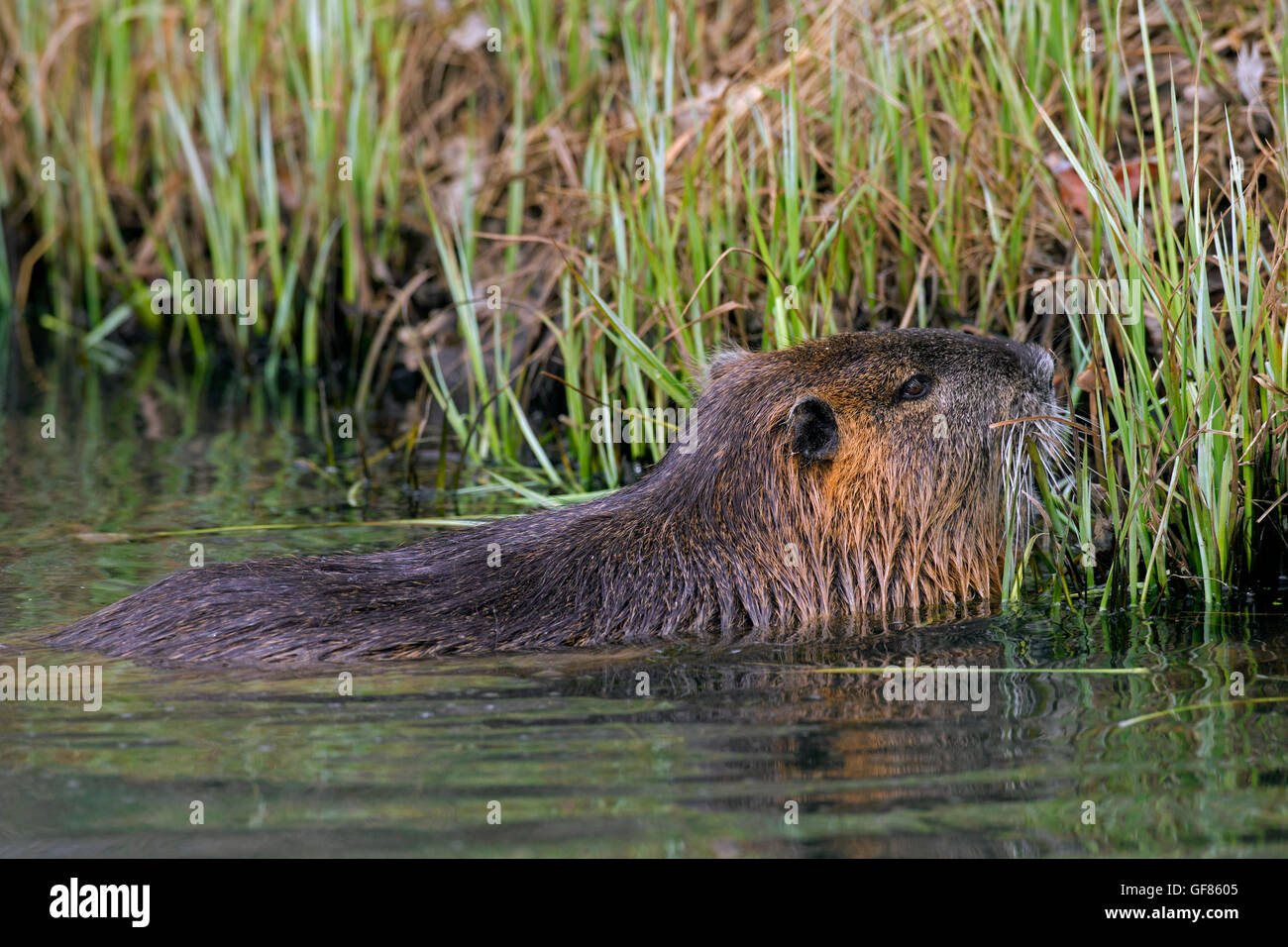 / Ragondin rat river / le ragondin (Myocastor coypus) originaire d'Amérique du Sud le long du lac de nourriture shore Banque D'Images