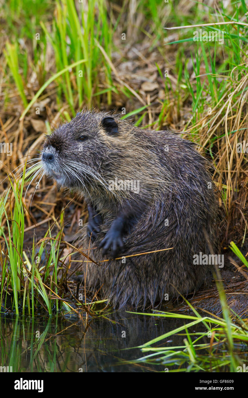 / Ragondin rat river / le ragondin (Myocastor coypus) originaire de l'Amérique du Sud, le toilettage la fourrure avec pattes avant Banque D'Images