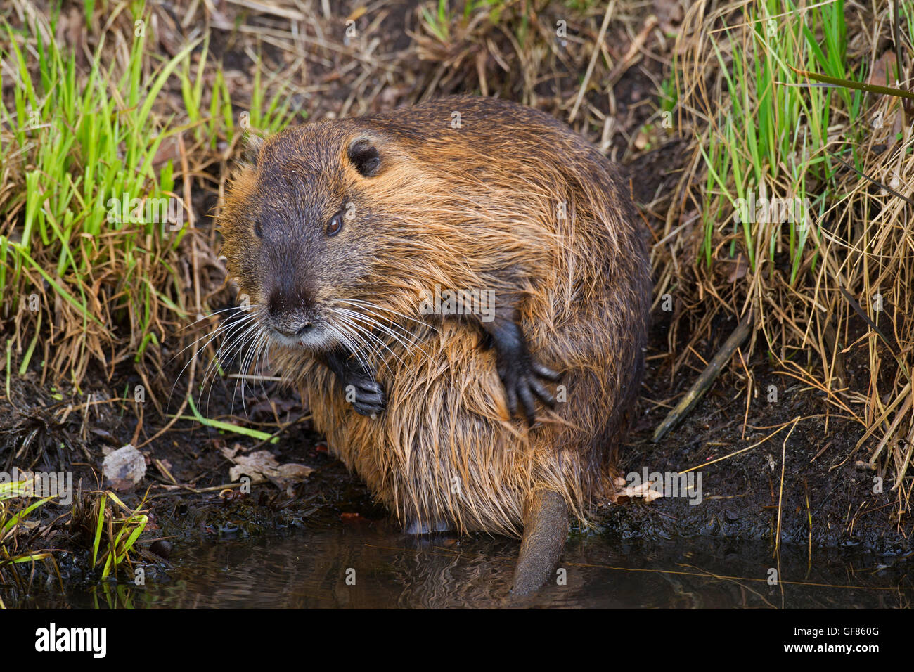 / Ragondin rat river / le ragondin (Myocastor coypus) originaire de l'Amérique du Sud, le toilettage la fourrure avec pattes avant Banque D'Images