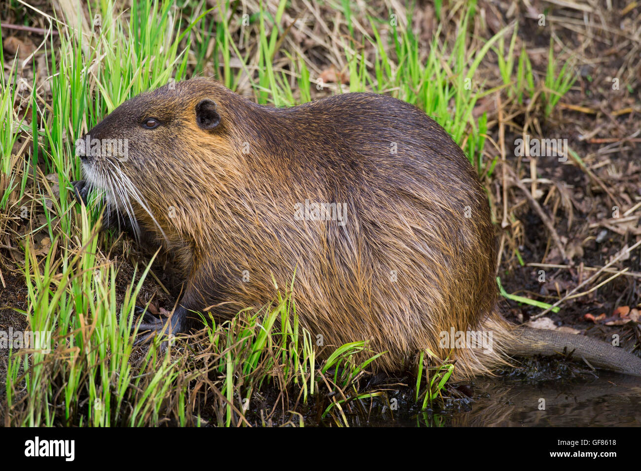 / Ragondin rat river / le ragondin (Myocastor coypus) originaire d'Amérique du Sud le long du lac de nourriture shore Banque D'Images